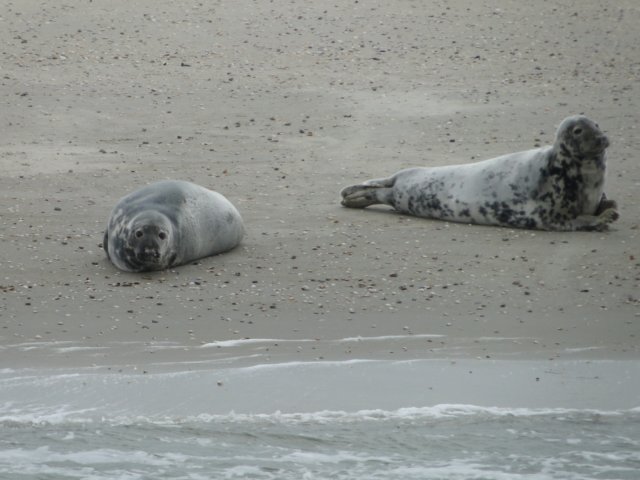 HWK Texel 226.jpg